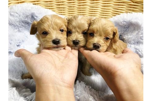 成約済の秋田県のマルプー:マルチーズ×トイプードル-86346の7枚目