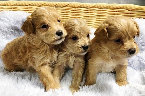 成約済の秋田県のマルプー:マルチーズ×トイプードル-86346の6枚目