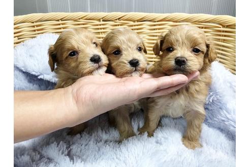 成約済の秋田県のマルプー:マルチーズ×トイプードル-86346の2枚目