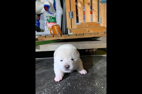 成約済の広島県の柴犬-86380の1枚目