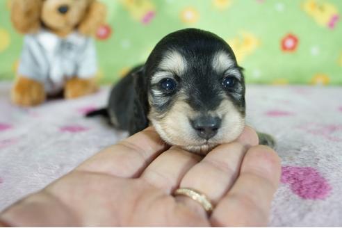 成約済の兵庫県のミニチュアダックスフンド(ロングヘアード)-86422の6枚目