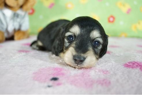 成約済の兵庫県のミニチュアダックスフンド(ロングヘアード)-86422の5枚目