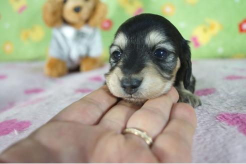 成約済の兵庫県のミニチュアダックスフンド(ロングヘアード)-86422の4枚目