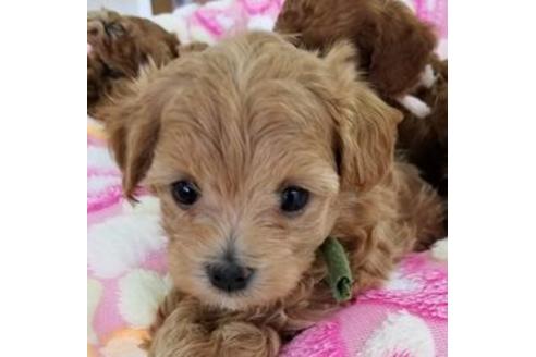 成約済の東京都のミックス犬-86428の2枚目