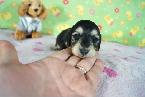 成約済の兵庫県のミニチュアダックスフンド(ロングヘアード)-86429の3枚目