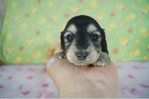 成約済の兵庫県のミニチュアダックスフンド(ロングヘアード)-86429の2枚目