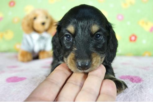成約済の兵庫県のミニチュアダックスフンド(ロングヘアード)-86433の3枚目
