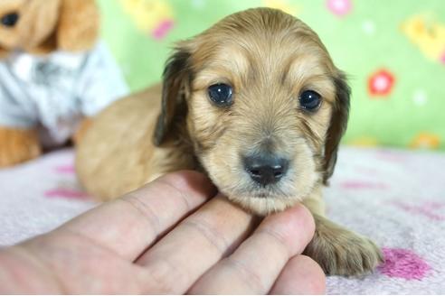 成約済の兵庫県のミニチュアダックスフンド(ロングヘアード)-86441の3枚目