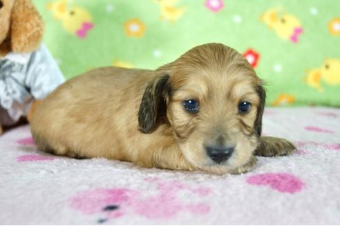 成約済の兵庫県のミニチュアダックスフンド(ロングヘアード)-86441の2枚目