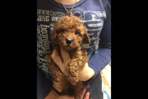 成約済の静岡県のトイプードル-85541の1枚目