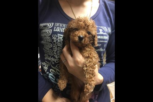 成約済の静岡県のトイプードル-85539の1枚目
