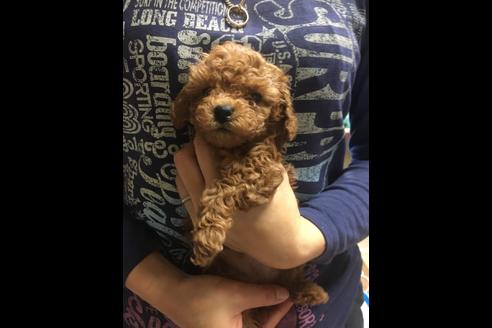 成約済の静岡県のトイプードル-85538