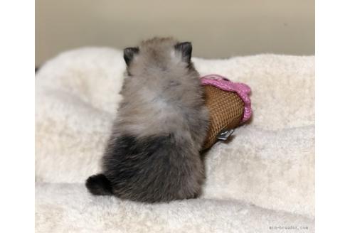 成約済の香川県のポメラニアン-86555の2枚目