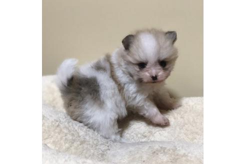 成約済の香川県のポメラニアン-86556の6枚目