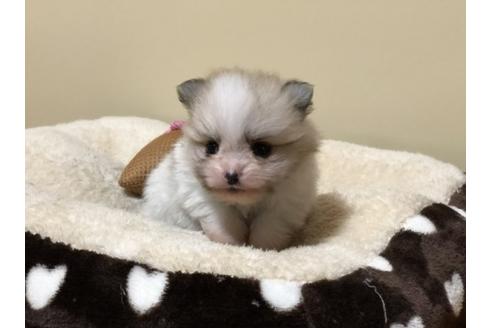 成約済の香川県のポメラニアン-86556の5枚目