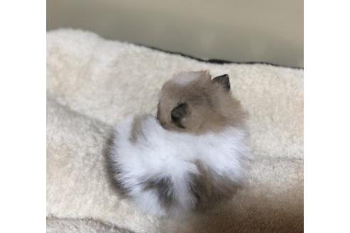 成約済の香川県のポメラニアン-86556の4枚目