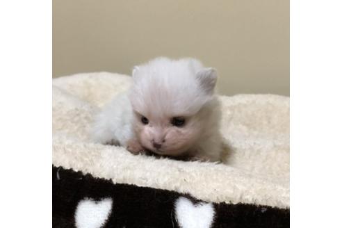 成約済の香川県のポメラニアン-86557の6枚目