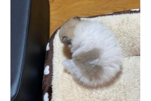 成約済の香川県のポメラニアン-86558の6枚目