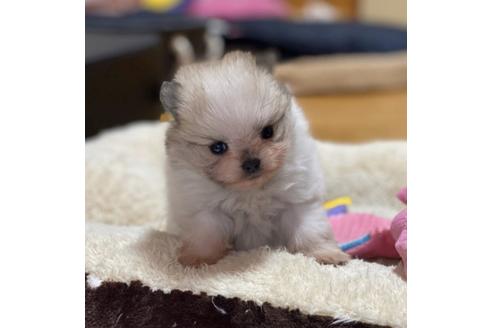 成約済の香川県のポメラニアン-86558の5枚目