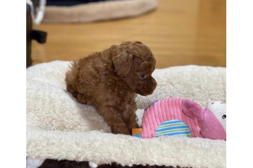 成約済の香川県のタイニープードル-86561の2枚目