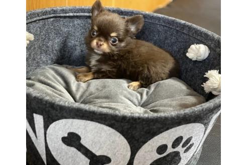 成約済の香川県のチワワ(ロングコート)-86563の1枚目