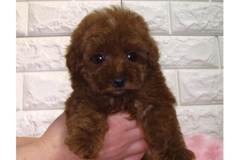 成約済の茨城県のトイプードル-86574の3枚目