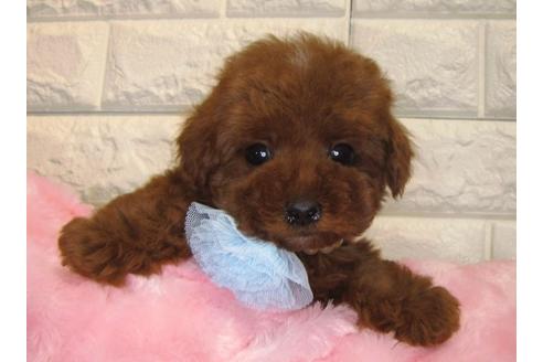 成約済の茨城県のトイプードル-86574の2枚目