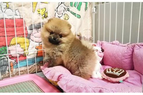 成約済の秋田県のポメラニアン-85915の5枚目
