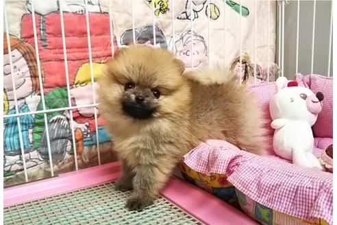 成約済の秋田県のポメラニアン-85915の3枚目