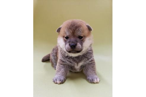 成約済の大阪府の柴犬-86594の1枚目