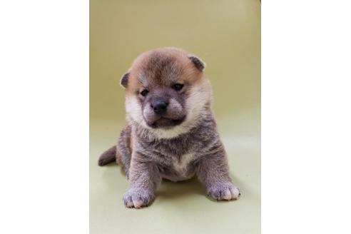 成約済の大阪府の柴犬-86594の8枚目