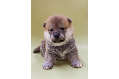 成約済の大阪府の柴犬-86594の7枚目