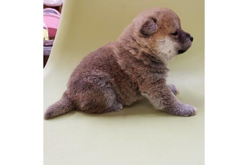 成約済の大阪府の柴犬-86594の6枚目