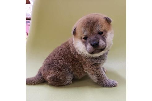 成約済の大阪府の柴犬-86594の3枚目