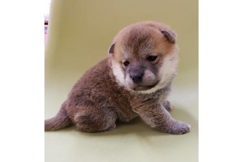成約済の大阪府の柴犬-86594の2枚目