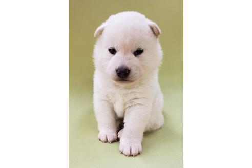 成約済の大阪府の柴犬-86595の1枚目