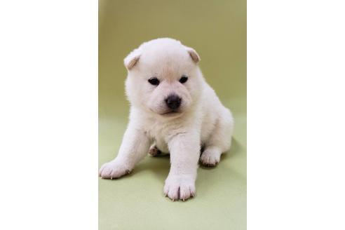 成約済の大阪府の柴犬-86595の7枚目