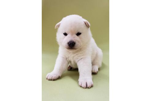 成約済の大阪府の柴犬-86595の6枚目