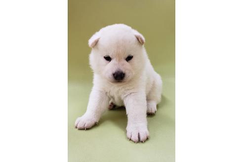 成約済の大阪府の柴犬-86595の5枚目