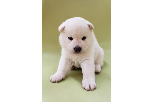 成約済の大阪府の柴犬-86595の2枚目