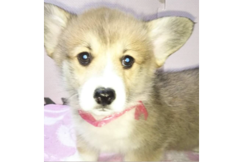 成約済の岩手県のウェルシュコーギーペンブローク-85306の1枚目