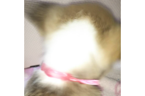 成約済の岩手県のウェルシュコーギーペンブローク-85306の7枚目