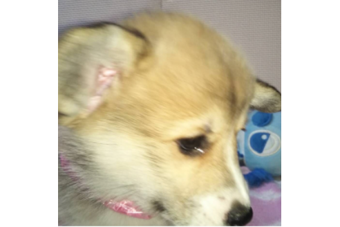 成約済の岩手県のウェルシュコーギーペンブローク-85306の6枚目