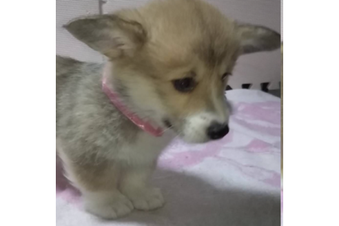 成約済の岩手県のウェルシュコーギーペンブローク-85306の5枚目