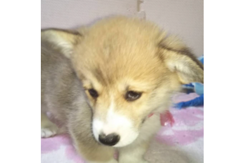 成約済の岩手県のウェルシュコーギーペンブローク-85306の4枚目