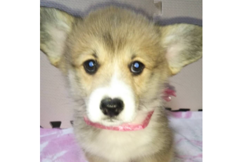 成約済の岩手県のウェルシュコーギーペンブローク-85306の3枚目