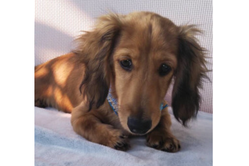 成約済の岩手県のカニンヘンダックスフンド(ロングヘアード)-81642の6枚目