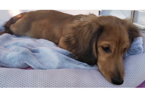 成約済の岩手県のカニンヘンダックスフンド(ロングヘアード)-81642の5枚目