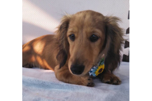 成約済の岩手県のカニンヘンダックスフンド(ロングヘアード)-81642の3枚目