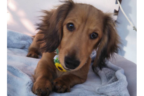 成約済の岩手県のカニンヘンダックスフンド(ロングヘアード)-81644の8枚目